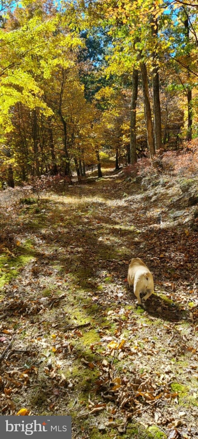 Lot 8A Little Mountain, Cabins, WV 26855 - photo 7