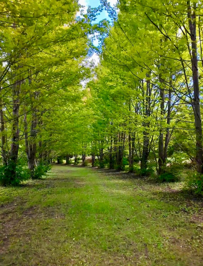 54.23 Acres 2700 North Rd, Ashkum, IL 60911 - photo 4