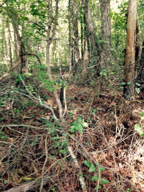 5078 Hardy McManus Rd, Evans, GA 30809 - photo 5