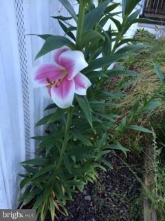 13111 Cherylington Ln, Spotsylvania, VA 22551 - photo 7