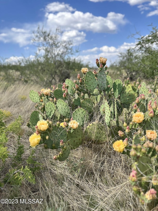 Desert Flower