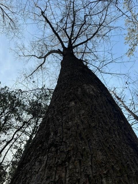 2994 Mount Zion Rd, Carrollton, GA 30117 - photo 4