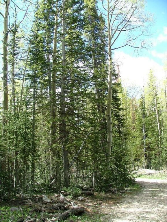 1917 S 1850 E unit Rainbows Meadows A 1, Brian Head, UT 84719 - photo 7