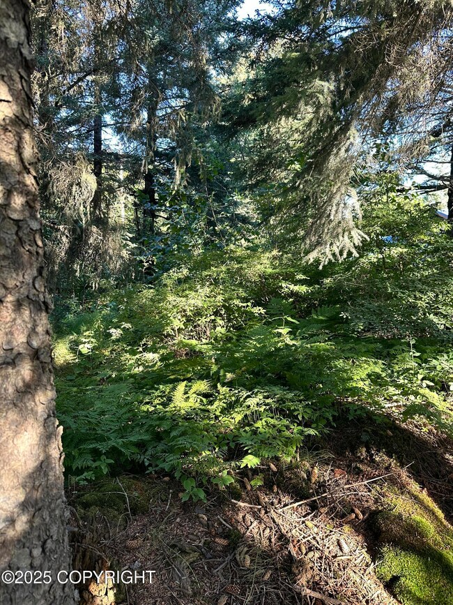 Woods