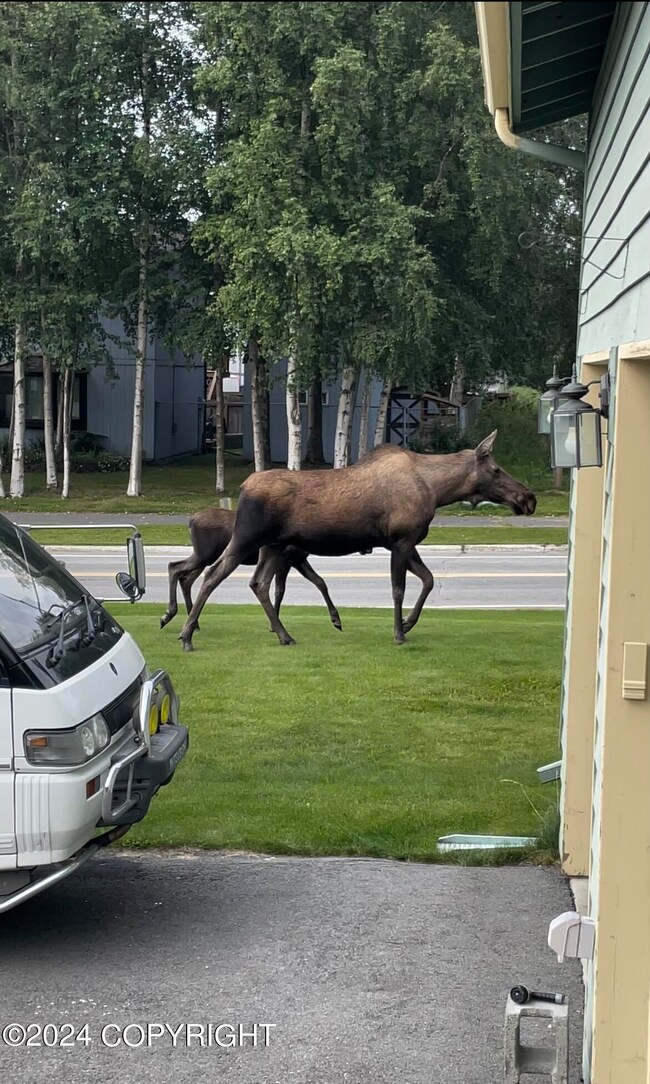 Moose Pets!