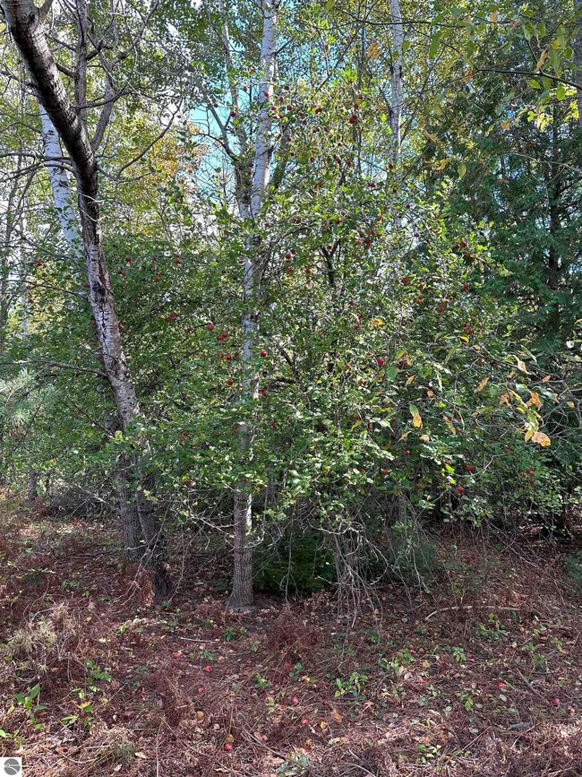 7191 Old 27, Vanderbilt, MI 49795 - photo 3