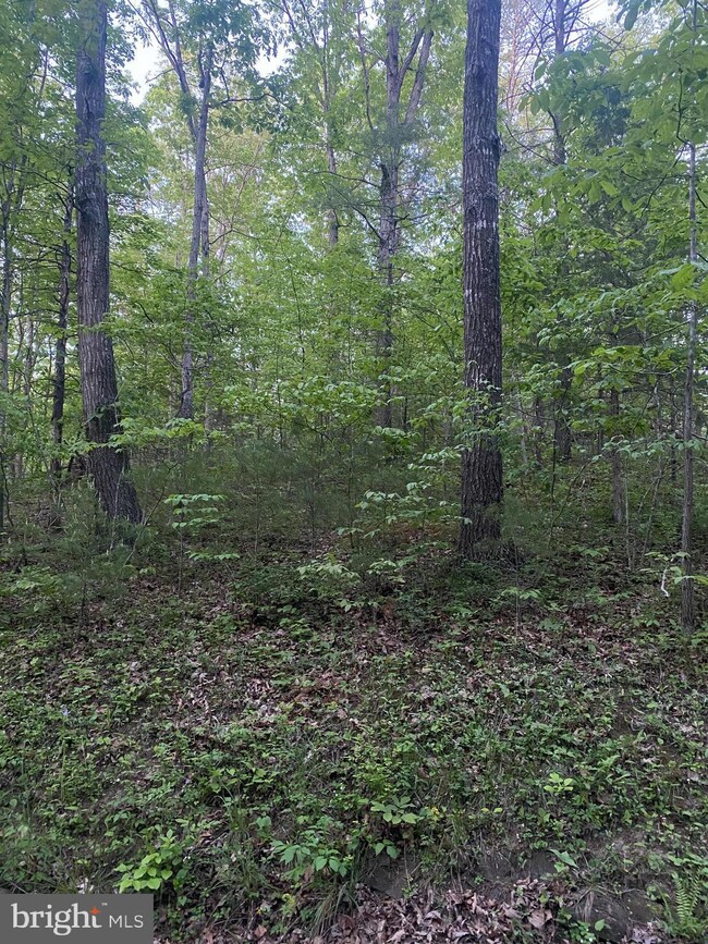 TBD Crooked Run Rd, Basye, VA 22810 - photo 3