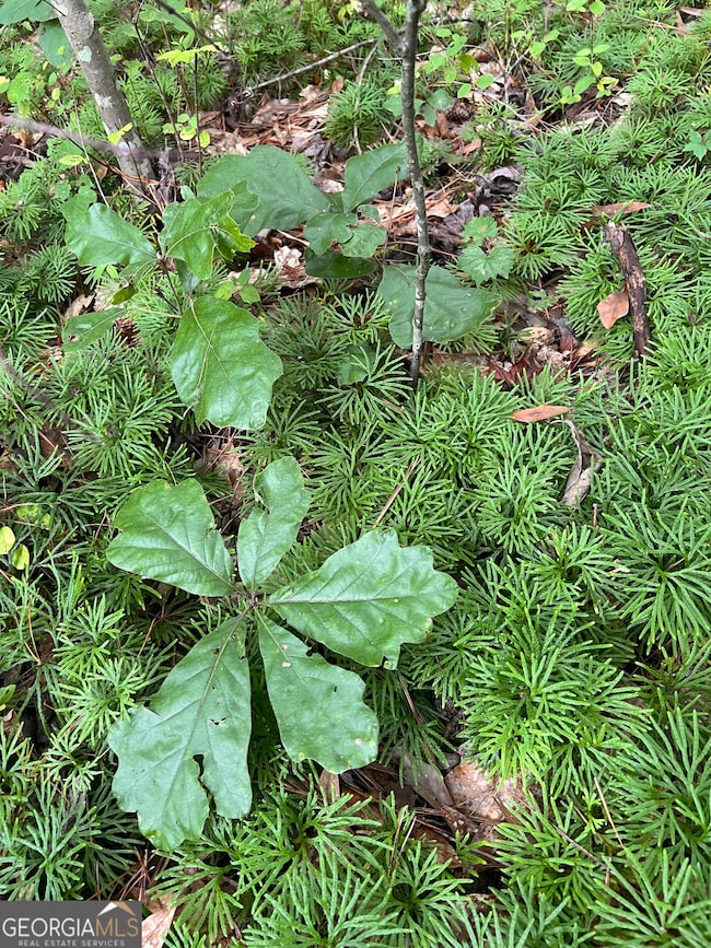 31 AC Lamb Rd, Moreland, GA 30259 - photo 5