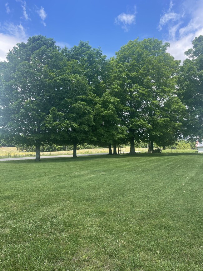 Mature trees that provide nice shade and a cool breeze.