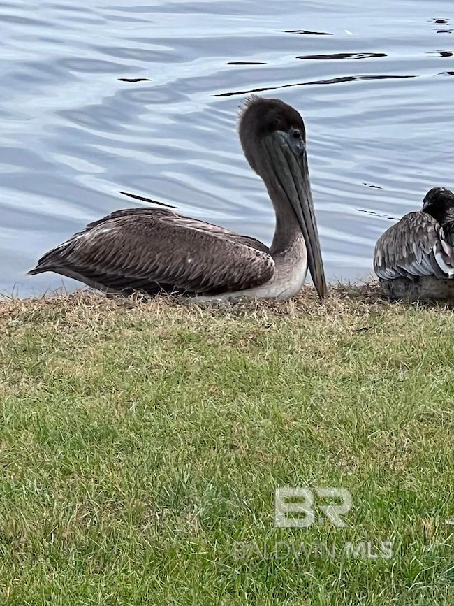 Pelican