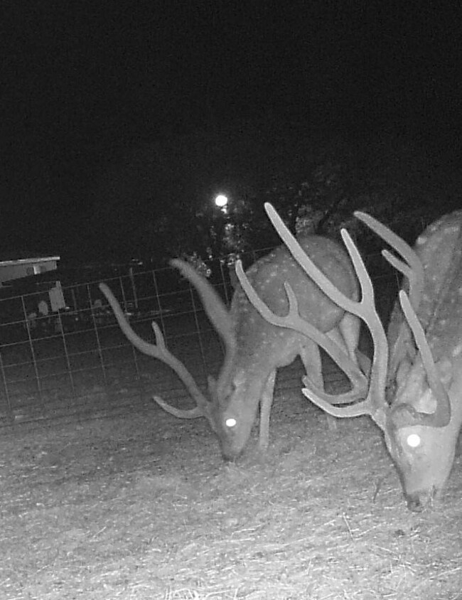 9125 County Road 450, Rocksprings, TX 78880 - photo 3