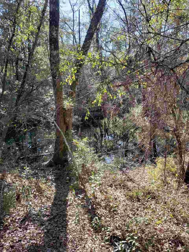 0 Decey Wallace Ln unit 301709, Crawfordville, FL 32327 - photo 4