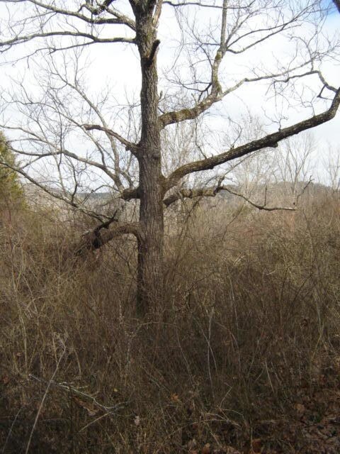 Walnut tree example