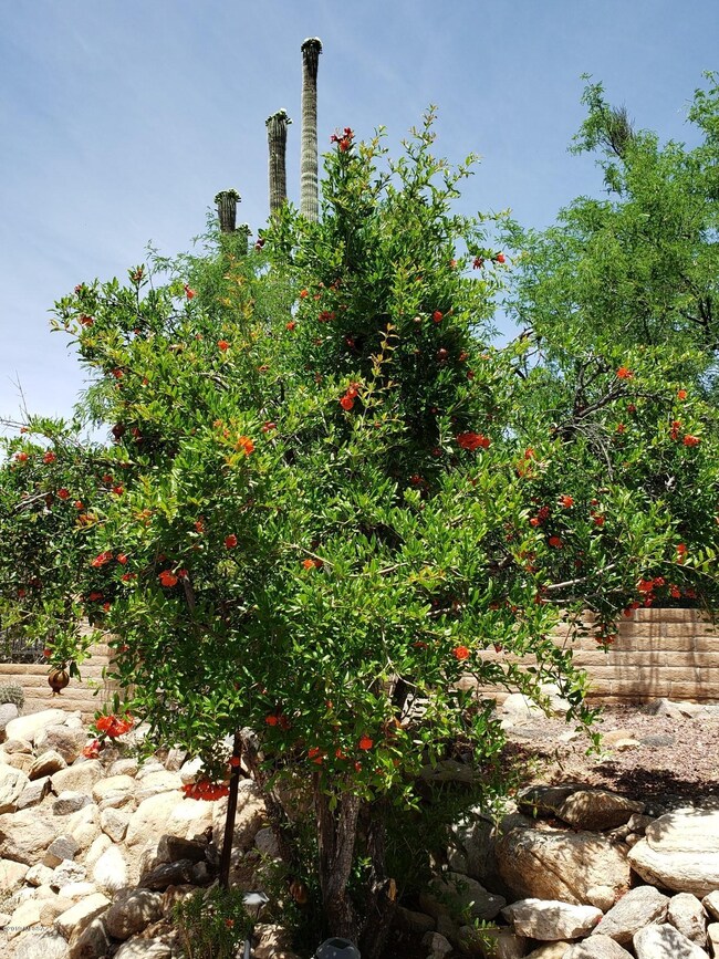 Pomegranite Tree