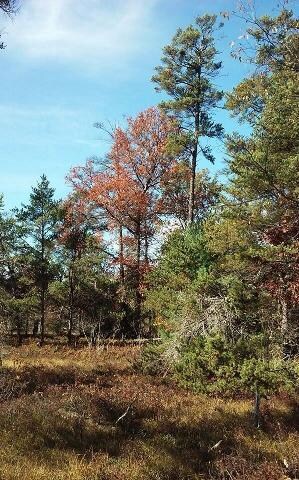 trees2