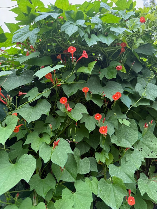 228 Greene St, Augusta, GA 30901 - photo 2