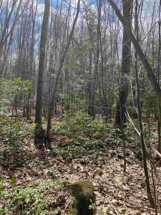 46 Fullam Pond Rd, Winchester, NH 03470 - photo 2