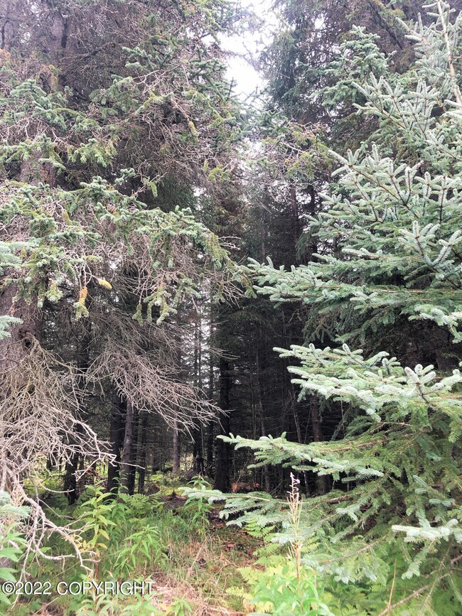 W1 Alaskan Wildwood Ranch(r), Nikolaevsk, AK 99556 - photo 5