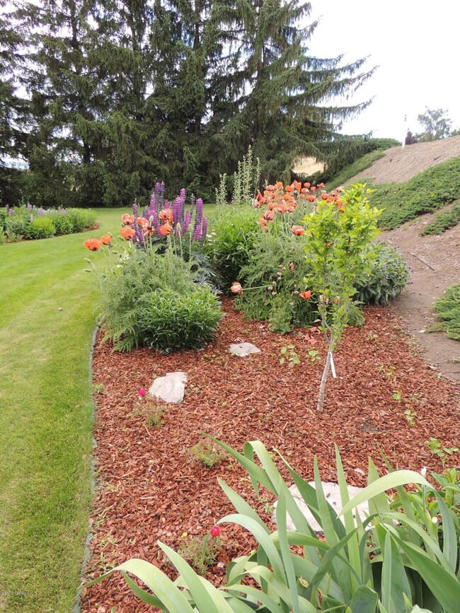 Front yard flowers