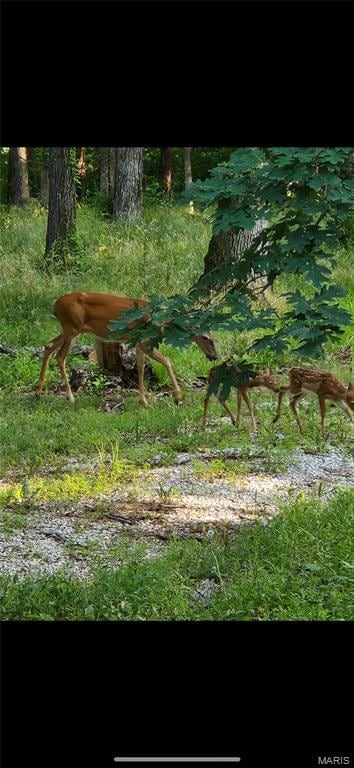 1855 Rock Springs Rd, Innsbrook, MO 63390 - photo 2