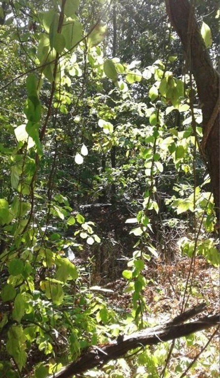 0 & 56 &60 Wauwinet, Worcester, MA 01605 - photo 5