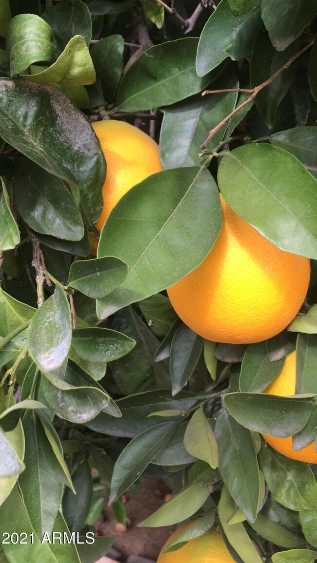 oranges