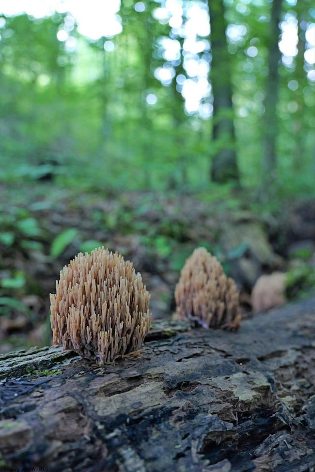 4304 Sinclair Ridge, Rowlesburg, WV 26425 - photo 5