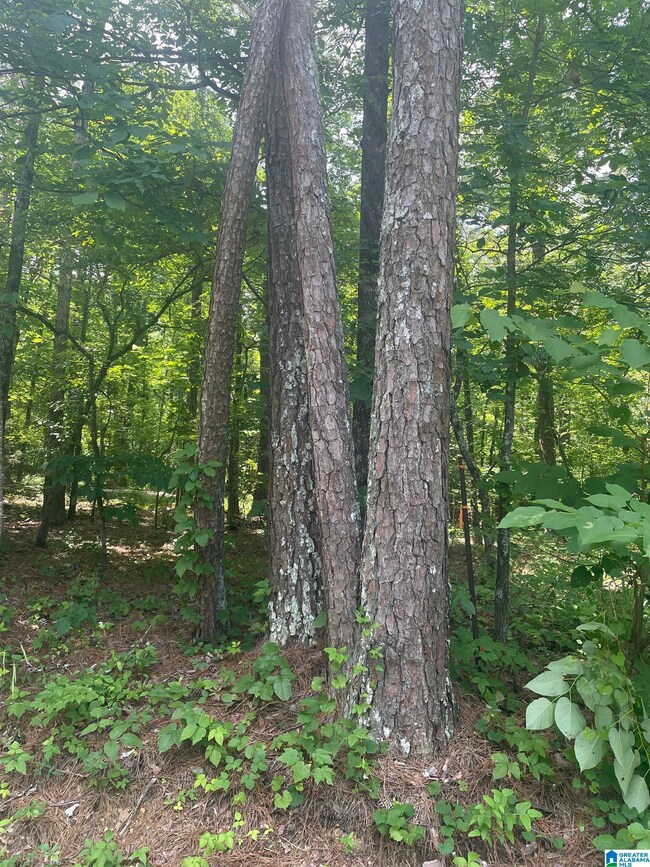 Wooded lot. Signs will go up by June 18th.
