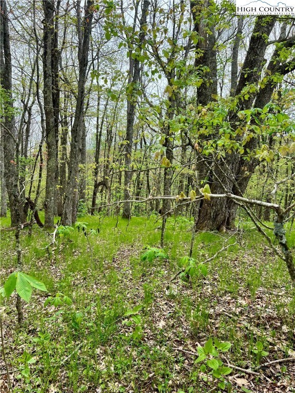 Buckeye seedlings coming up, as well as trilliums.