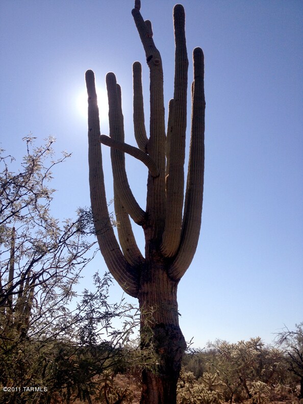 A stately Saguaro king