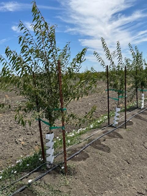 0 Clarksburg Rd unit 224125877, Clarksburg, CA 95612 - photo 4