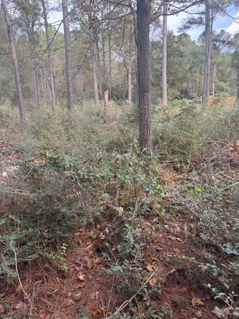 0 Basswood Ln, Plantersville, TX 77363 - photo 3