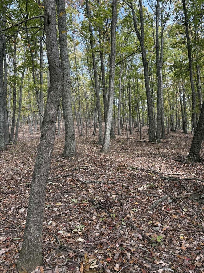 Pine Grove Ch Spur Rd, Vanceburg, KY 41179 - photo 6