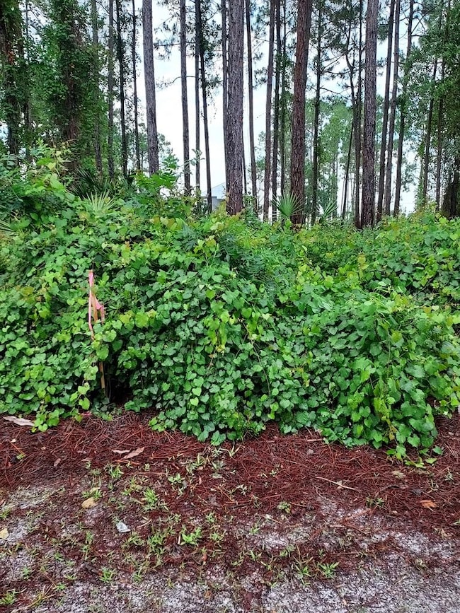 164 Royal Tern Way, Carrabelle, FL 32333 - photo 6