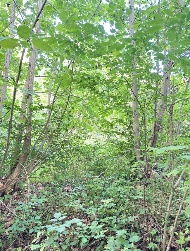 Lot 128 Un 1 Lakeview Dr, Burnside, KY 42519 - photo 5