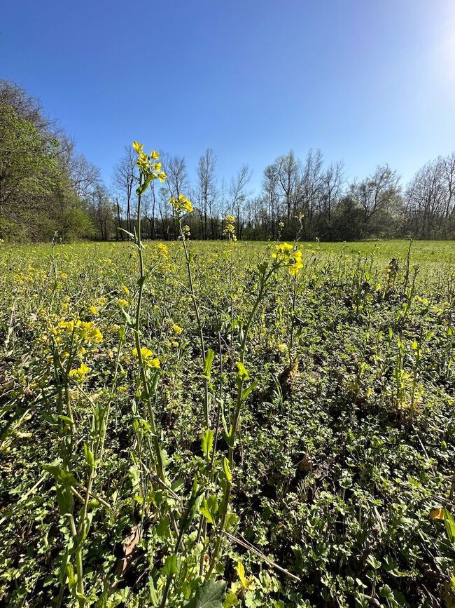 0 Tbd Engelberg Rd unit LotWP001, Pocahontas, AR 72455 - photo 3