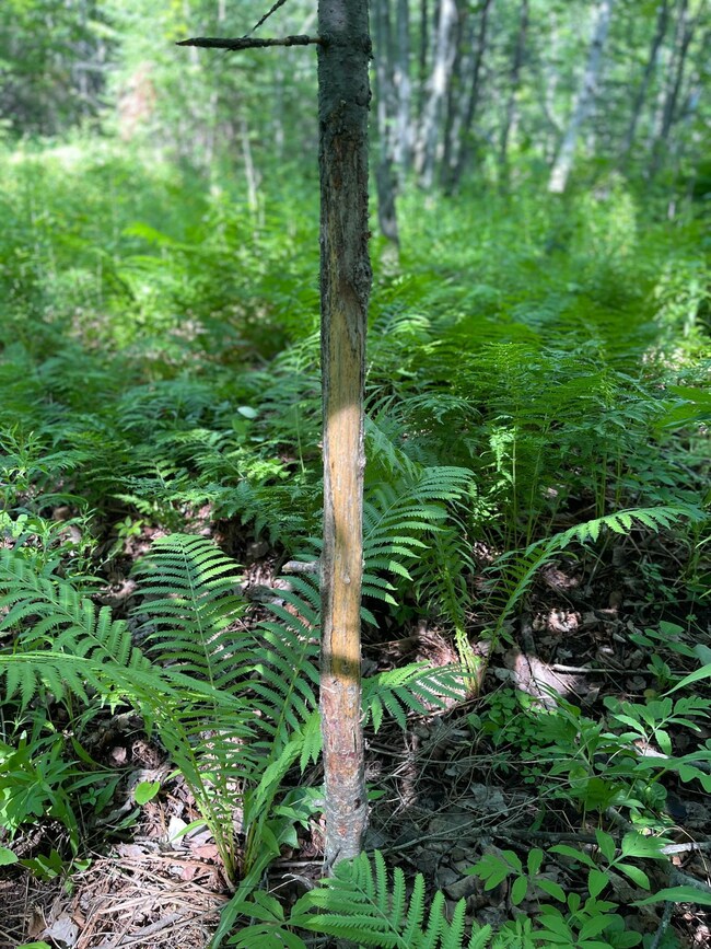 TBD Prevost Rd, Cloquet, MN 55720 - photo 7