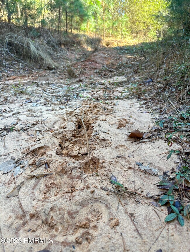 000 Suqualena Meehan Rd S, Meridian, MS 39307 - photo 7