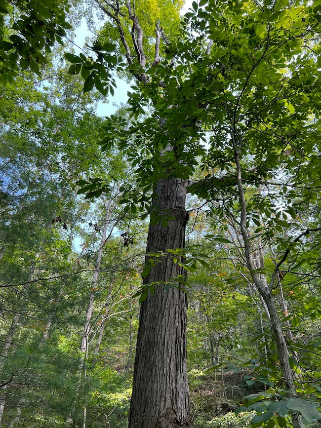 0 Grand View Dr unit 25-836, Forest Hill, WV 24935 - photo 6