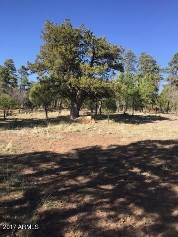 Pine Canyon 5
