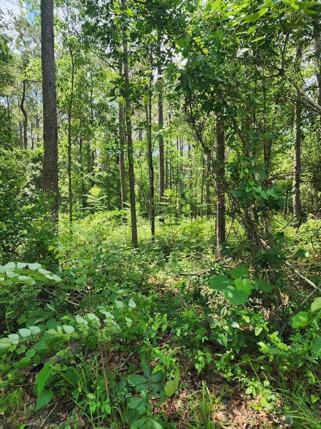 NHN Spring Hill Rd, Poplarville, MS 39470 - photo 6