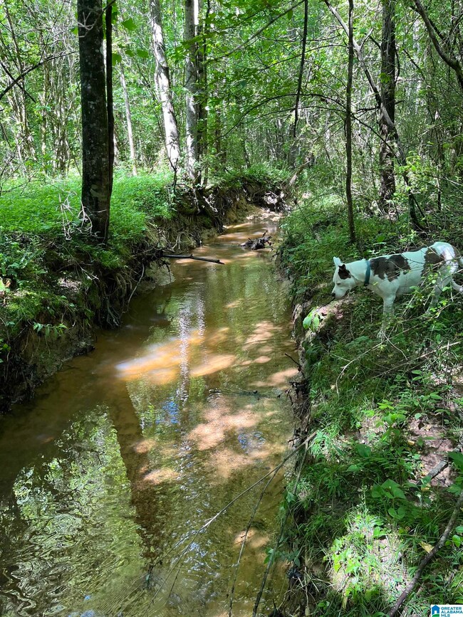 0 Morton Rd unit 21423587, Oneonta, AL 35121 - photo 7