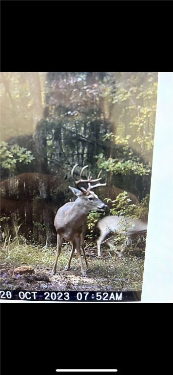 9030 Hillandale Dr, Auburn, AL 36830 - photo 4