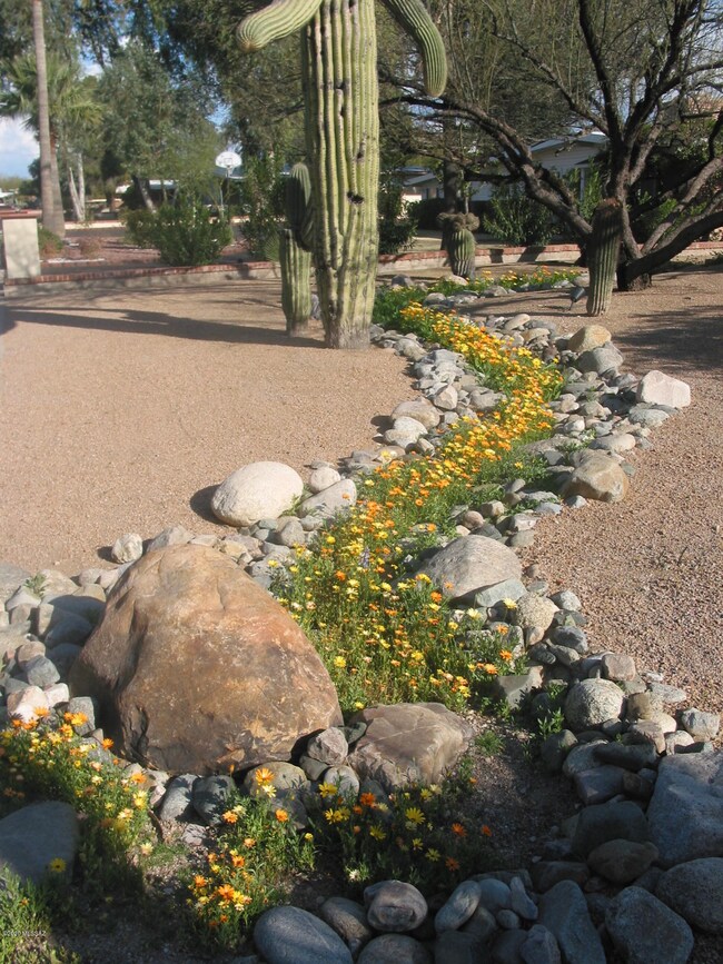 African Daisy Creek