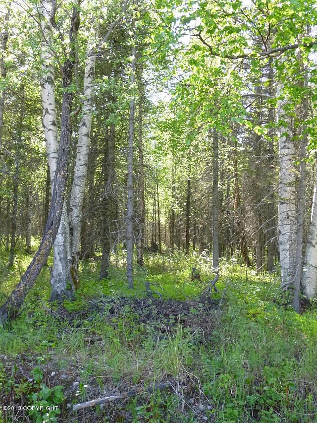 Tall Trees inside Parcel