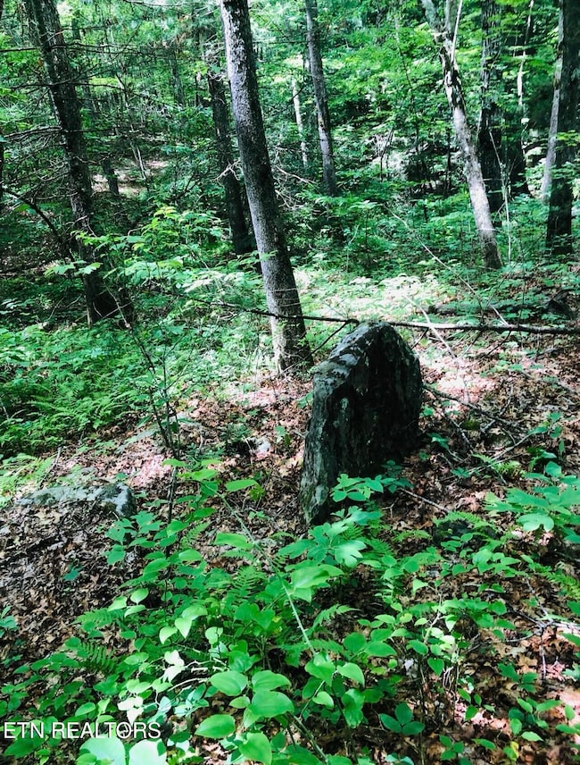 14 Clear Fork Dr, Jamestown, TN 38556 - photo 4