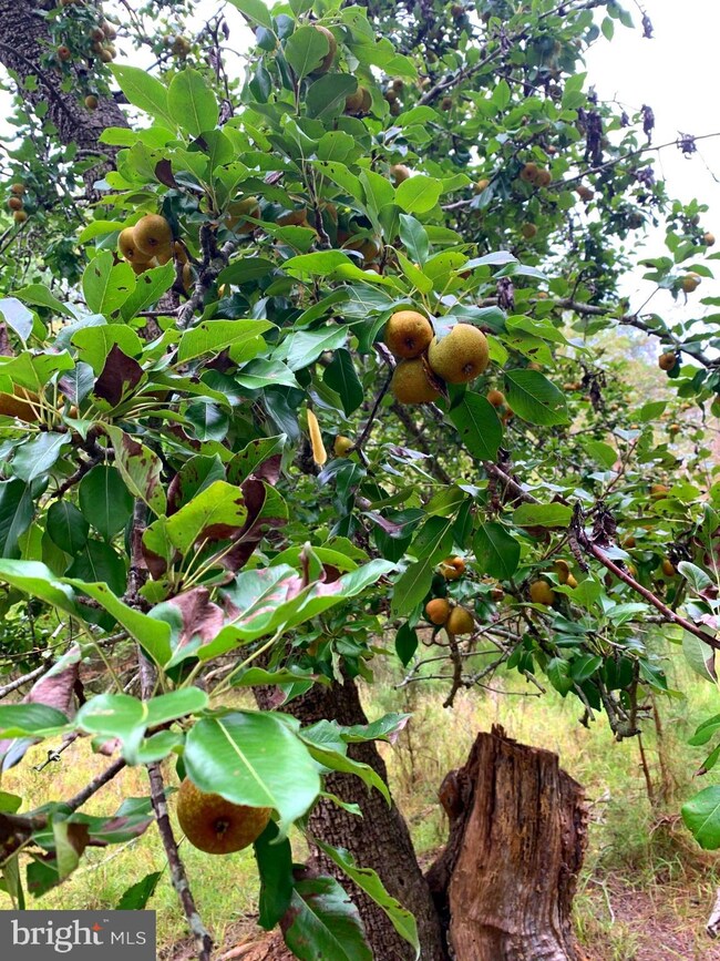 Parcel 0120 Bishops Head Rd, Toddville, MD 21672 - photo 3