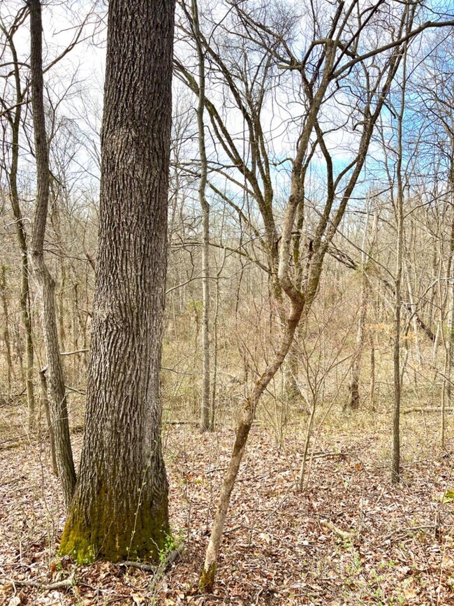 0 Left Fork Rd, Bidwell, OH 45614 - photo 4