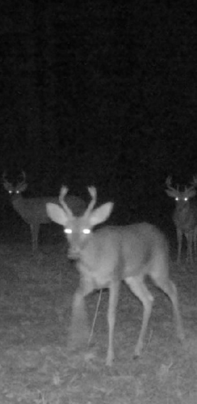 Wildlife