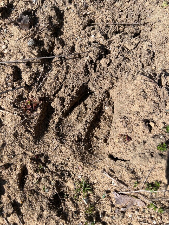 Signs of deer everywhere